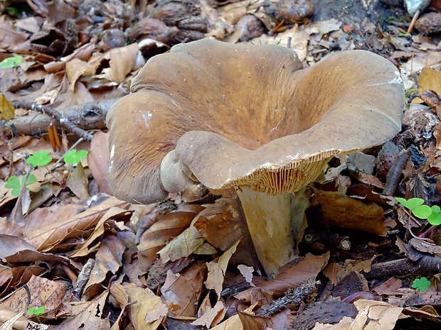 rýdzik vráskavý Lactarius pterosporus Romagn.