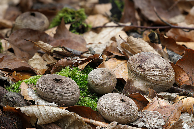 prášnica Lycoperdon sp.