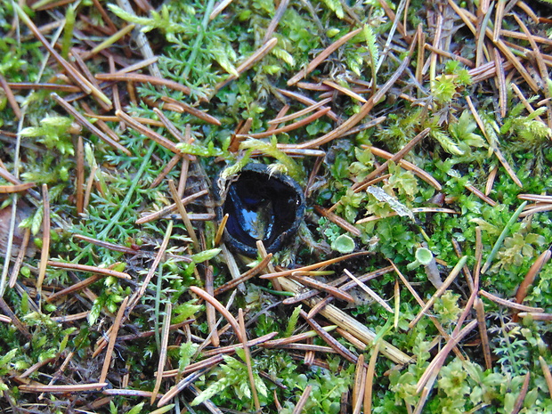 misôčka Pseudoplectania sp.