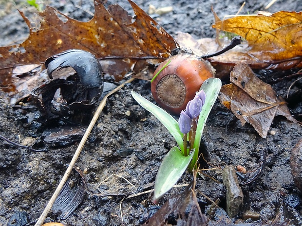 scila karpatská Scilla kladnii Schur