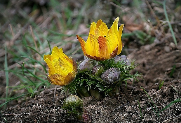 hlaváčik jarný Adonis vernalis L.