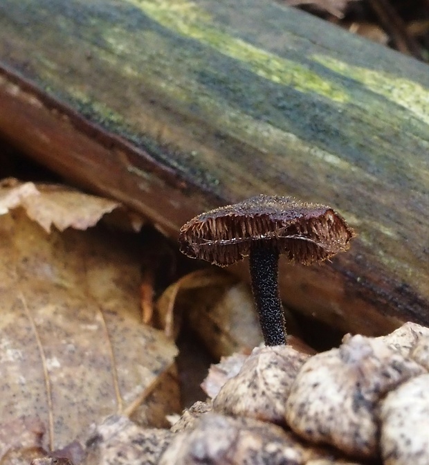 lopatovka obyčajná Auriscalpium vulgare Gray