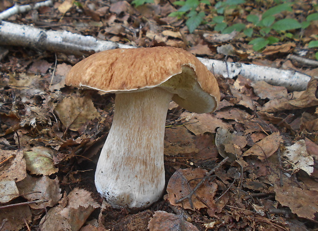 hríb smrekový Boletus edulis Bull.