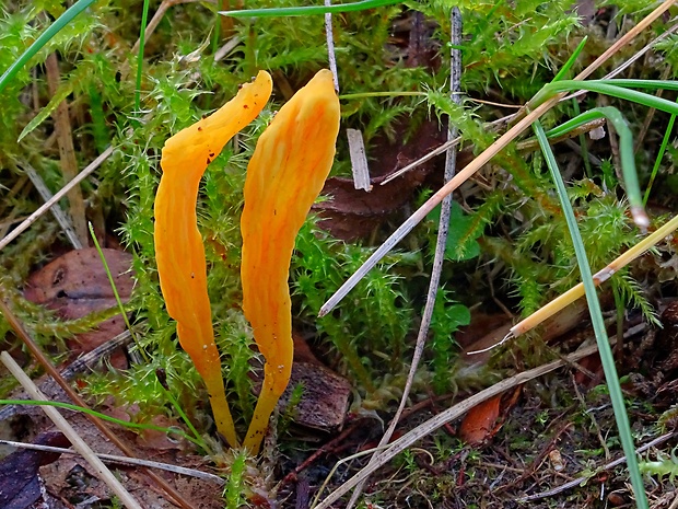 pakonárovka Clavulinopsis sp.