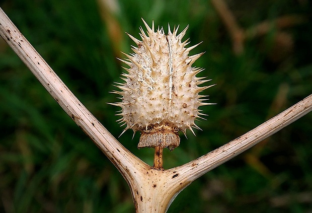 durman obyčajný Datura stramonium L.