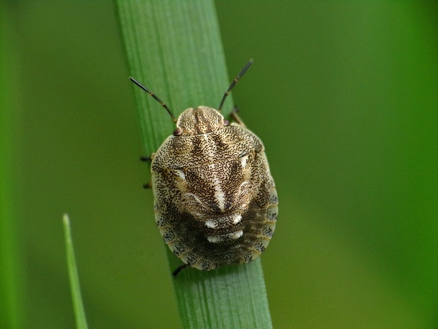 bzdocha Eurygaster testudinaria