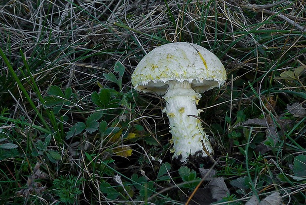 vločkovka žltozelená Floccularia luteovirens (Alb. & Schwein.) Pouzar