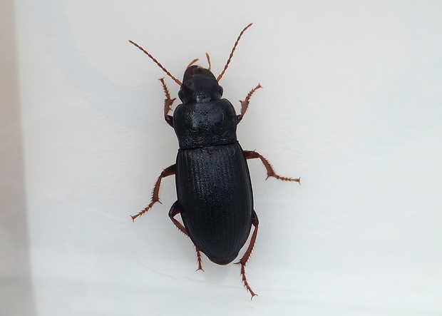 utekáčik Harpalus rufipes