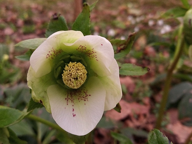 čemerica Helleborus orientalis Lam.