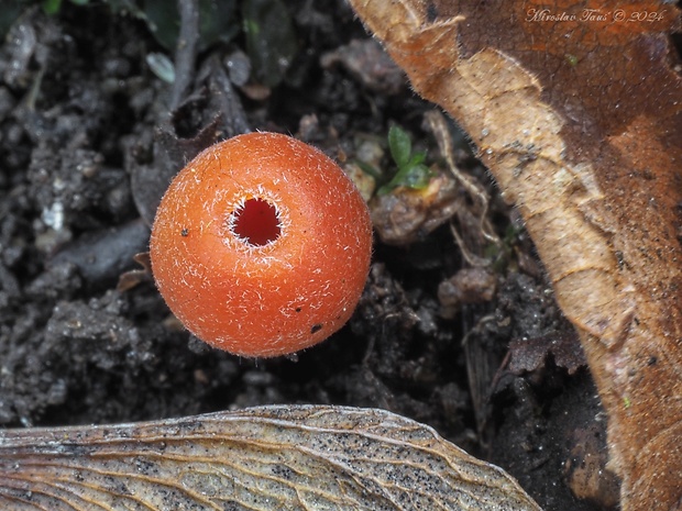 ohnivček zimný Microstoma protractum (Fr.) Kanouse