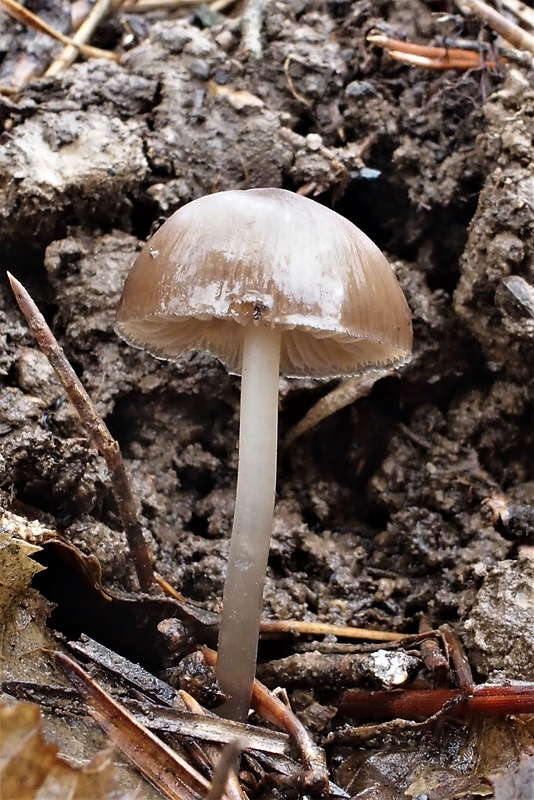 prilbička šišková Mycena strobilicola J. Favre & Kühner