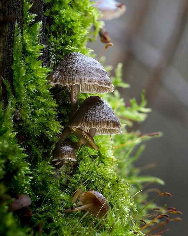 prilbička hnedosivá Mycena tintinnabulum (Paulet) Quél.