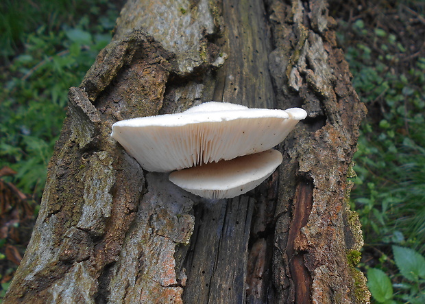 hliva dubová Pleurotus dryinus (Pers.) P. Kumm.