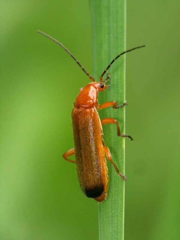 snehuľčík žltý Rhagonycha fulva