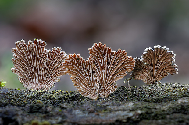 klanolupeňovka obyčajná Schizophyllum commune Fr.