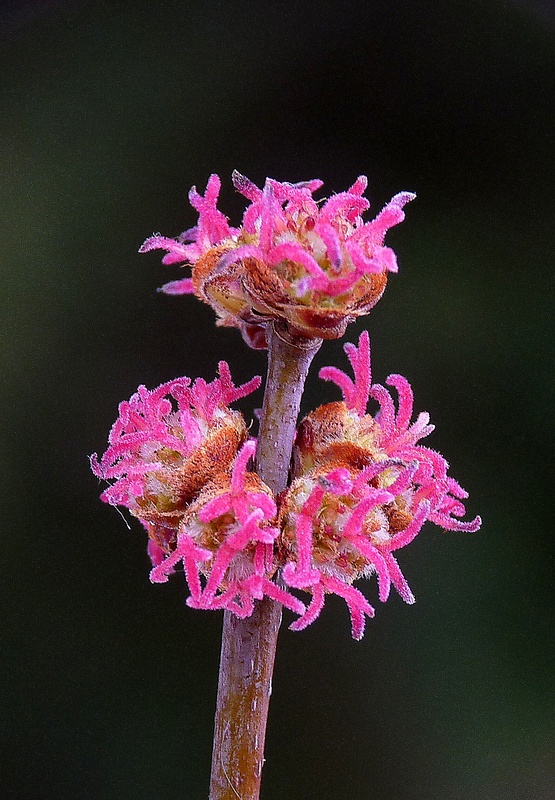 javor cukrový Acer saccharinum L.