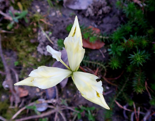 kosatec nízky Iris pumila L.