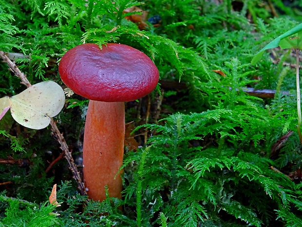 rýdzik hnedočervený Lactarius badiosanguineus Kühner & Romagn.