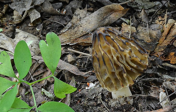 smrčok hybridný Morchella semilibera DC.