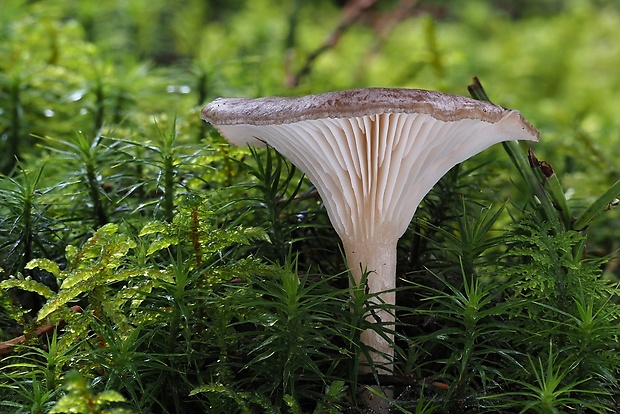 strmuľka srieňová Rhizocybe pruinosa (Lasch) Vizzini, G. Moreno, P. Alvarado & Consiglio