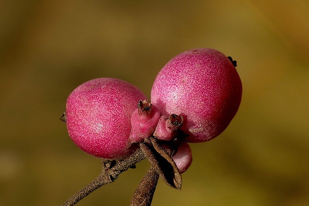 imelovník červenoplodý Symphoricarpos orbiculatus (Moench)