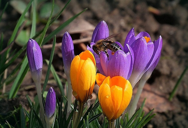 včela medonosná Apis mellifera (Linnaeus, 1758)