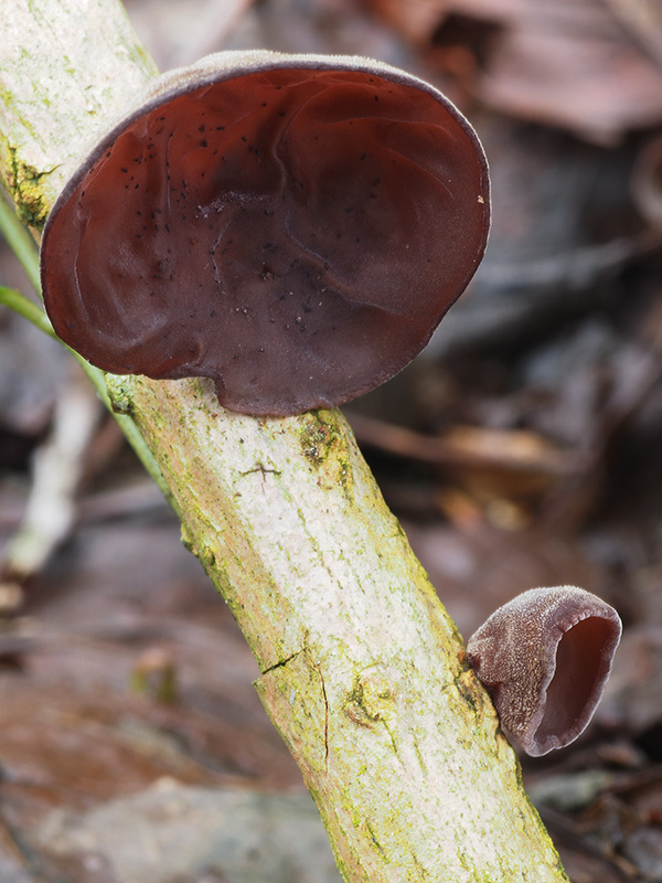 uchovec bazový Auricularia auricula-judae (Bull.) Quél.