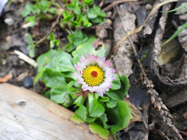 sedmokráska obyčajná Bellis perennis L.