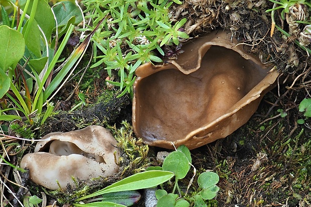 chriapač	 Helvella arcto-alpina Harmaja