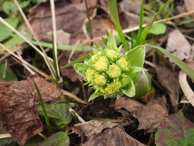 deväťsil biely Petasites albus (L.) P. Gaertn.