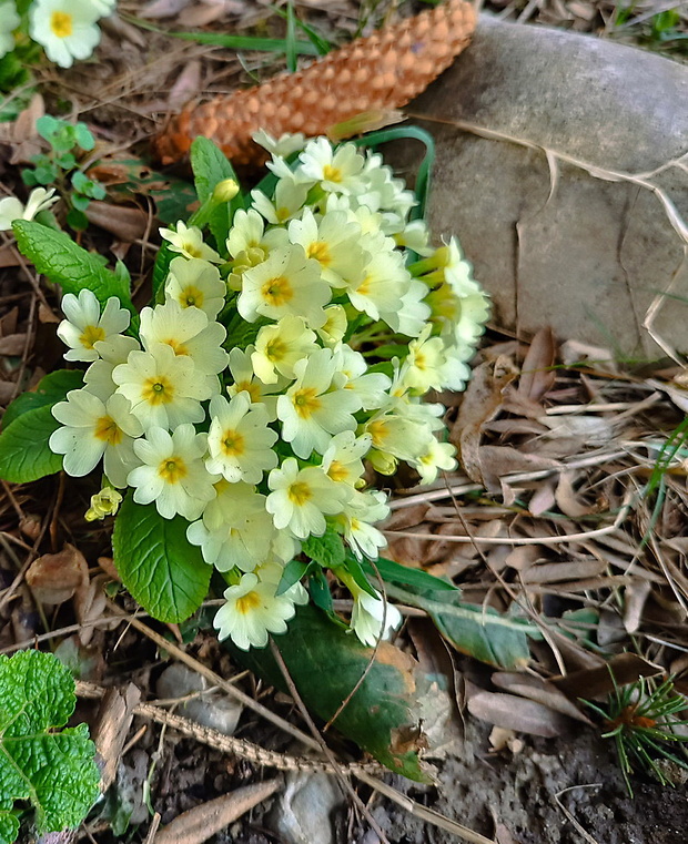 prvosienka bezbyľová Primula acaulis (L.) L.