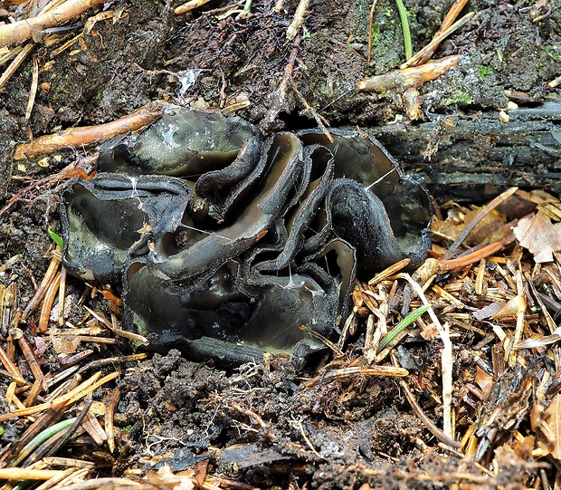 misôčka tmavá Pseudoplectania melaena (Fr.) Paden