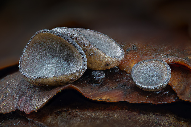 jahňadka smreková Rutstroemia bulgarioides (P. Karst.) P. Karst.