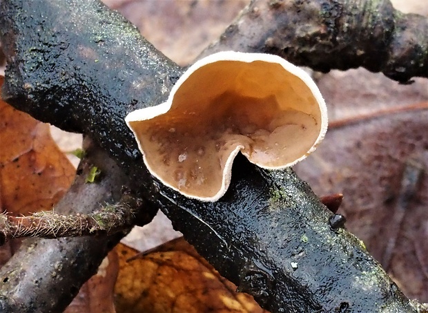 škľabka plstnatá Schizophyllum amplum (Lév.) Nakasone