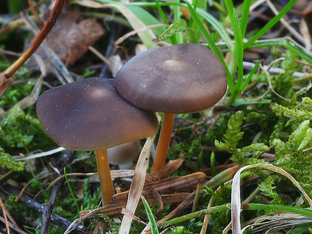 peniazočka smreková Strobilurus esculentus (Wulfen) Singer