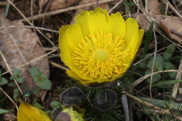 hlaváčik jarný Adonis vernalis L.