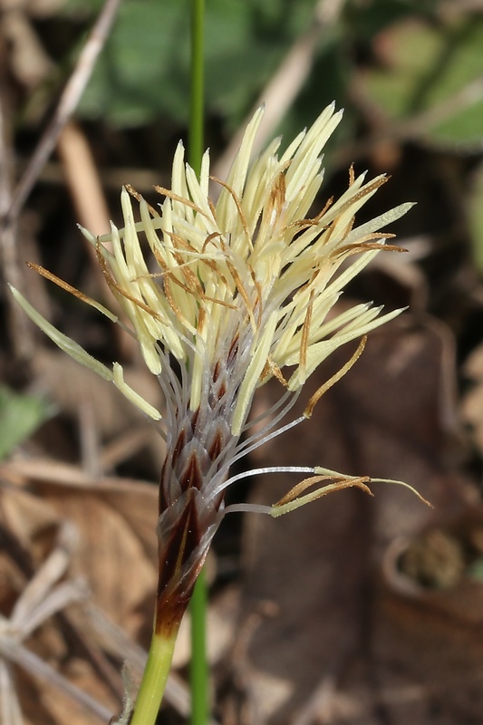 ostrica nízka Carex humilis Leyss.