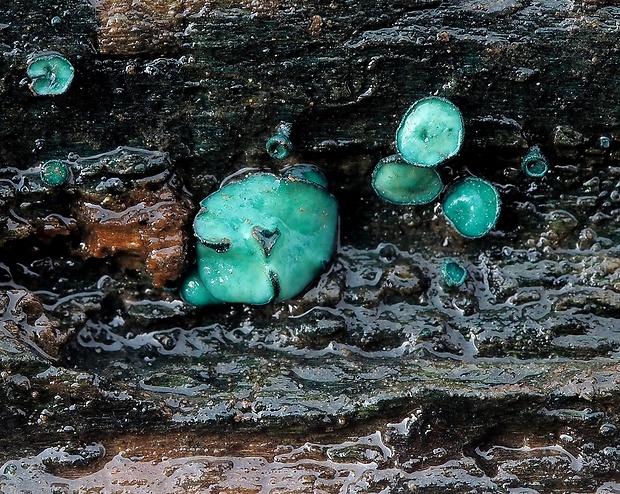 zelenica Chlorociboria sp.