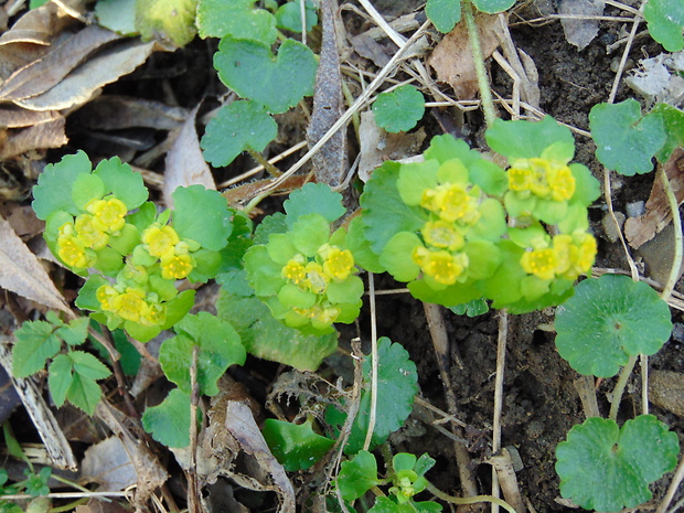 slezinovka striedavolistá Chrysosplenium alternifolium L.