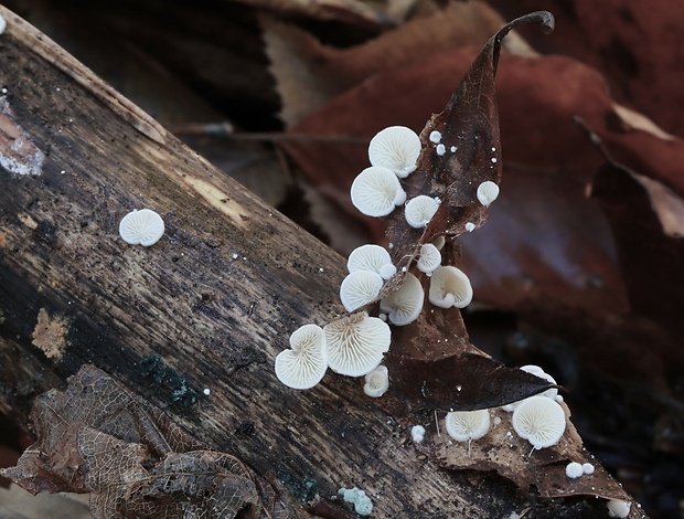 pahliva Crepidotus sp.