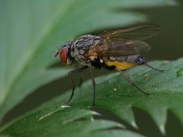 kvetárka ♀ Emmesomyia grisea (Robineau-Desvoidy, 1830)