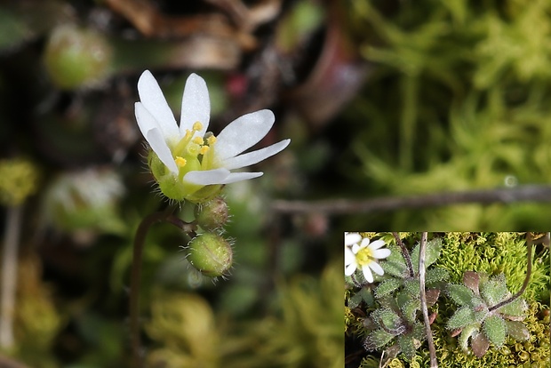 jarmilka jarná Erophila verna (L.) Chevall