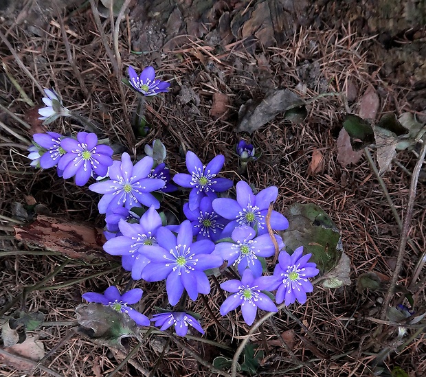 pečeňovník trojlaločným Hepatica nobilis Schreb.