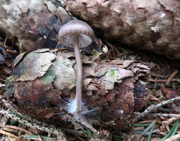 prilbička šišková Mycena strobilicola J. Favre & Kühner