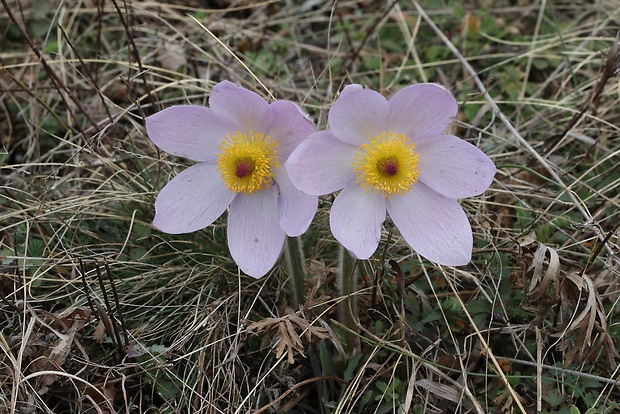 poniklec veľkokvetý Pulsatilla grandis Wender.