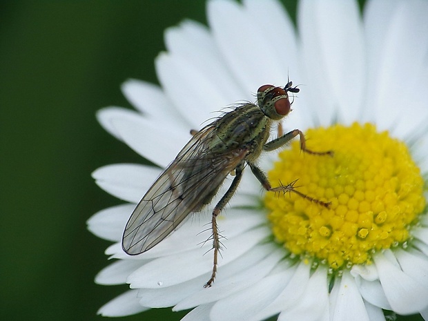 lajniarka žltá ♀ Scatophaga stercoraria (Linnaeus, 1758)