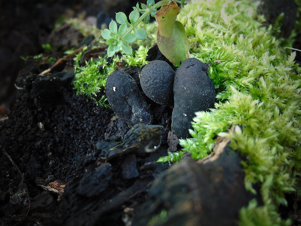 drevnatec Xylaria sp.