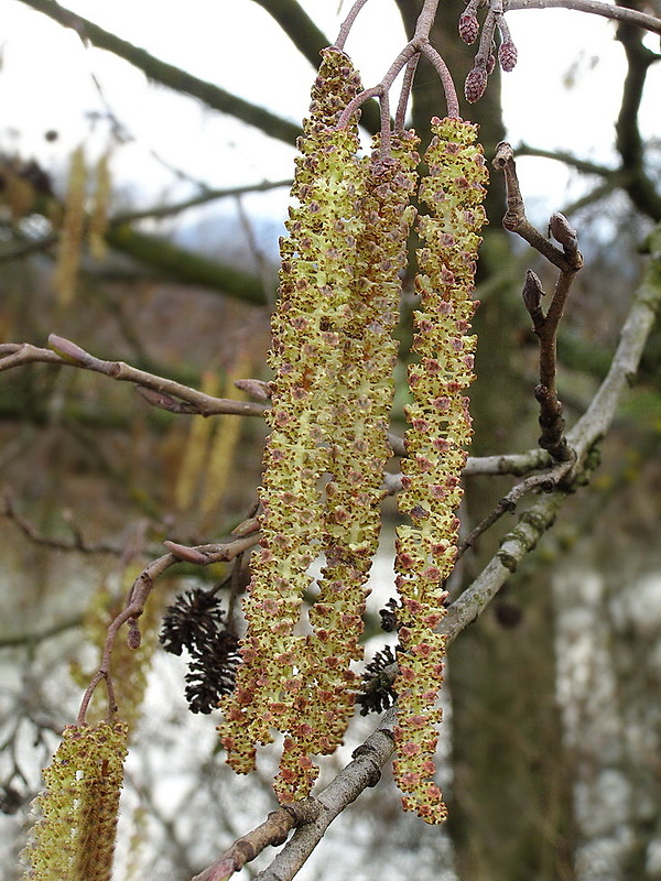 jelša lepkavá Alnus glutinosa (L.) Gaertn.