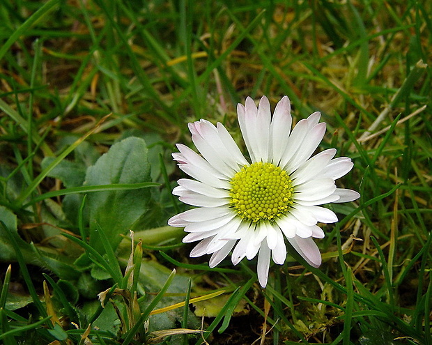 sedmokráska obyčajná Bellis perennis L.