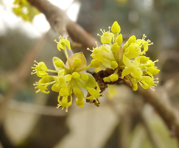 drieň obyčajný Cornus mas L.